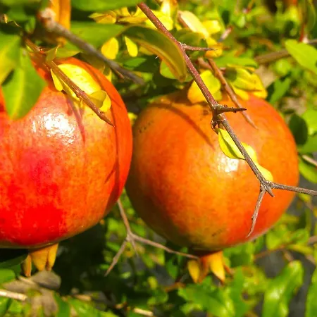 Apartament Mediterranean Sundance Vodice