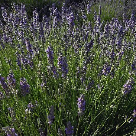 Mediterranean Sundance Apartament