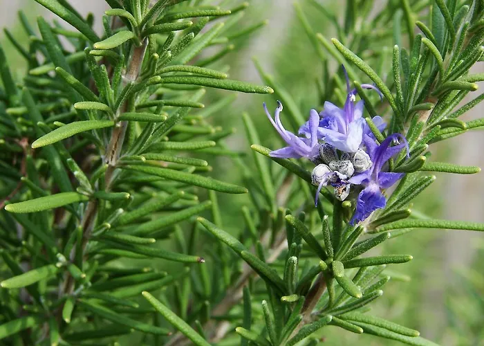 Appartement Mediterranean Sundance Vodice