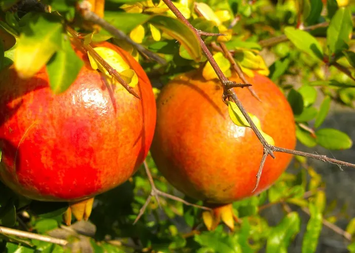 Apartment Mediterranean Sundance Vodice