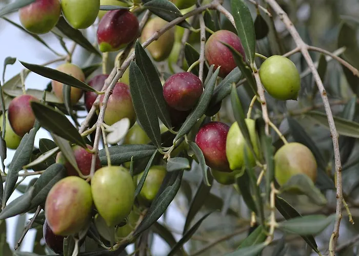 Mediterranean Sundance Appartement *