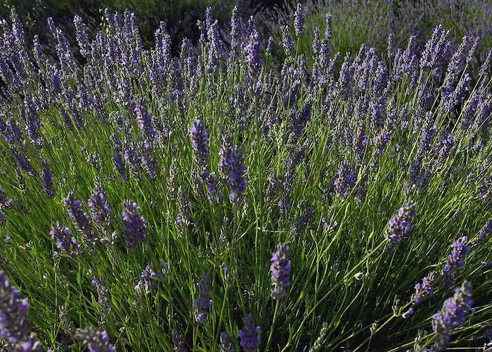 Mediterranean Sundance Appartement